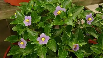 Общий вид группы цветущих растений