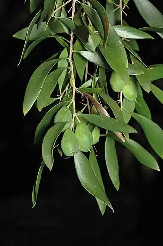 Плоды Persoonia amaliae