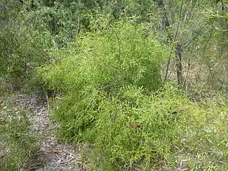 Общий вид P. hirsuta