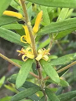 Цветки и листья подвида P. mollis nectens