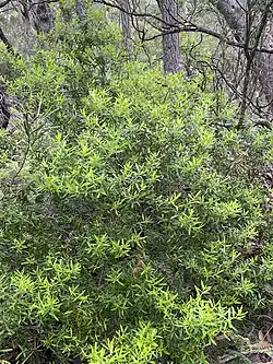 Общий вид P. mollis nectens