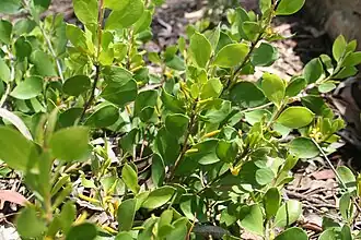 P. marginata в Австралийских национальных ботанических садах (Канберра)