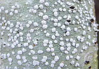 Пертузария многоточечная