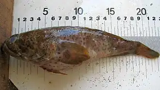 Perulibatrachus rossignoli