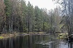 Песь после Хвойной