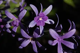 Петрея вьющаяся