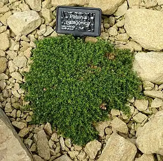 Петуния патагонская (Petunia patagonica)