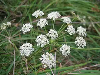 Горичник горный - соцветие