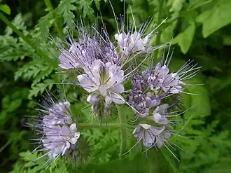 Phacelia tanacetifolia