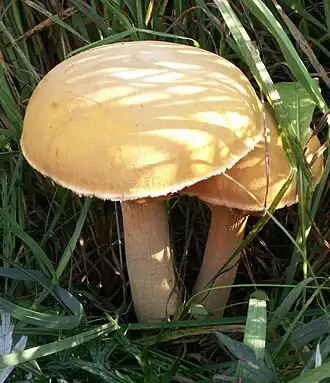 Phaeolepiota aurea