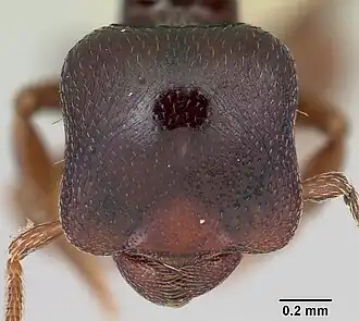 Phalacromyrmex fugax