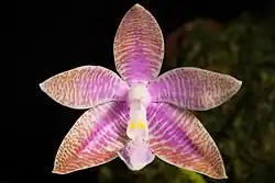 Зигоморфный околоцветник фаленопсиса иероглифического (Phalaenopsis hieroglyphica), как и у всех орхидных, состоит из трёх чашелистника, двух лепестков и отдельного лепестка — губы со шпорцем.