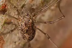 Вид сверху ♀