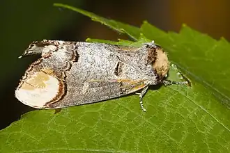 Лунка серебристая