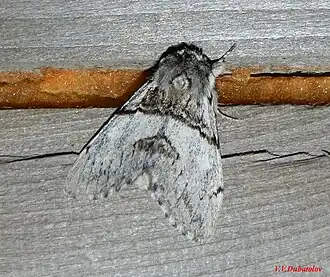 Хохлатка Мэнли