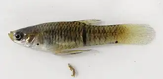 Уругвайский фалоцер(Phalloceros caudimaculatus), самец