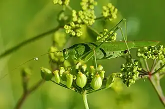 Phaneroptera falcata