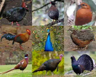 1-й ряд (Rollulinae): венценосная куропатка, красноклювая кустарниковая куропатка[англ.], глазчатая куропатка[англ.];
2-й ряд (Phasianinae "non-erectile clade"): цейлонская джунглевая курица, обыкновенный павлин, перепел-арлекин;
3-й ряд (Phasianinae "erectile clade"): обыкновенный фазан, индейка, глухарь