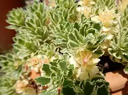 Сорт 'Atlantis' ('Nonsitnal')