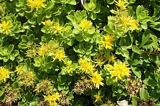 P. kamtschaticus var. ellacombianum