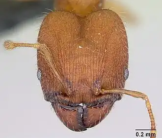 Pheidole bilimeki