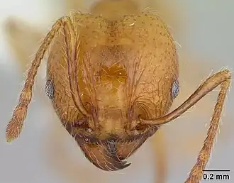 Pheidole chrysops