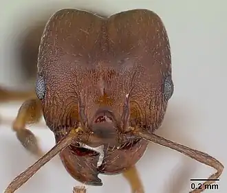 Голова солдата Pheidole cyrtostela