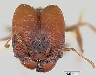 Pheidole macclendoni, голова солдата