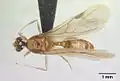 Крылатый самец Pheidole megacephala сверху