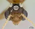 Голова самца Pheidole megacephala