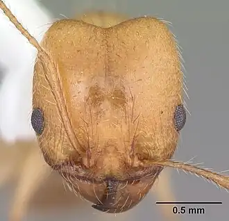 Pheidole morrisii