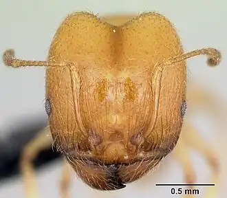 Pheidole pallidula