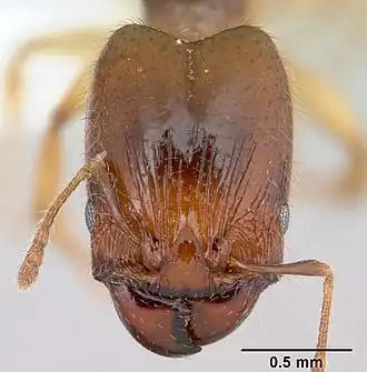 Голова солдата Pheidole subarmata