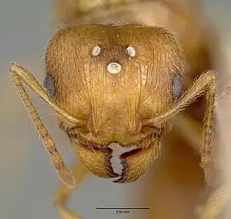Муравей Pheidole williamsi (голова самки)