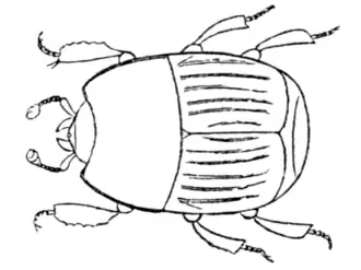 Phelister subrotundus