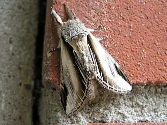 Осиновая хохлатка  (Pheosia tremula)