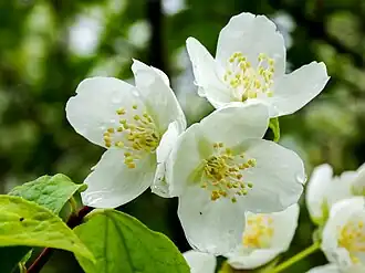 Чубушник венечный