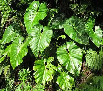 Общий вид филодендрона гигантского, Бас-Тер, Гваделупа (2006)