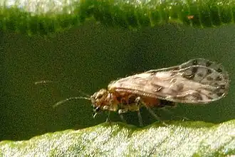 Philotarsus picicornis