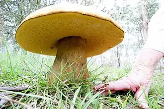 Phlebopus marginatus