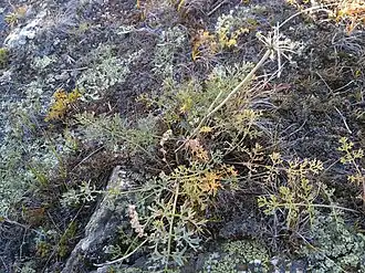 Вздутоплодник сибирский