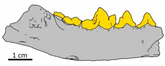 Фрагмент нижней челюсти Phoberogale minor, RBINS M 2328 (вид с наружной стороны)