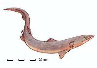 Реконструкция Phoebodus saidselachus