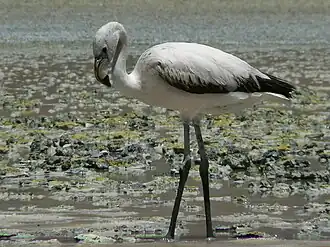 Молодая птица