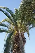 Пальма Phoenix canariensis с первыми признаками повреждения