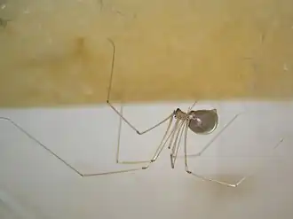 Паук-сенокосец Pholcus phalangioides