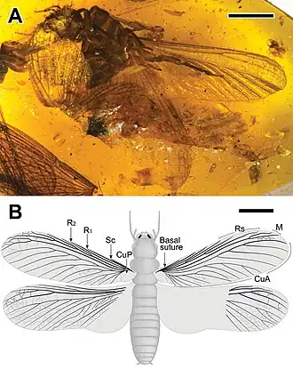 Самка (A — в янтаре; B — реконструкция). Масштабная линейка: 4 мм