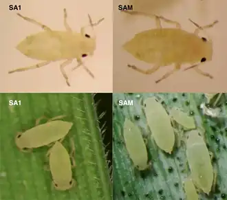 Ячменная тля