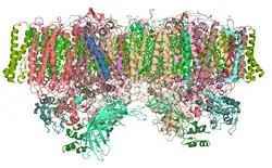Структура димера фотосистемы II из цианобактерии Thermosynechococcus elongatus