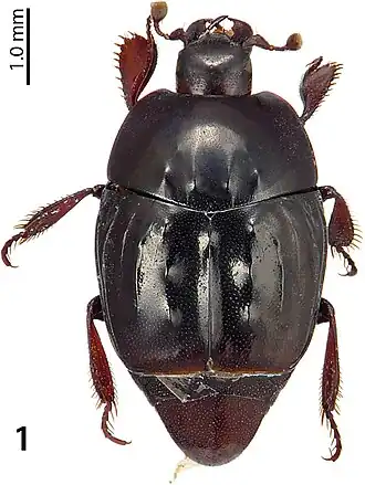Жук Phoxonotus tuberculatus